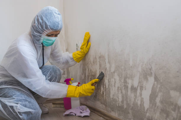 Certified Mold Removal in Soddy Daisy, TN